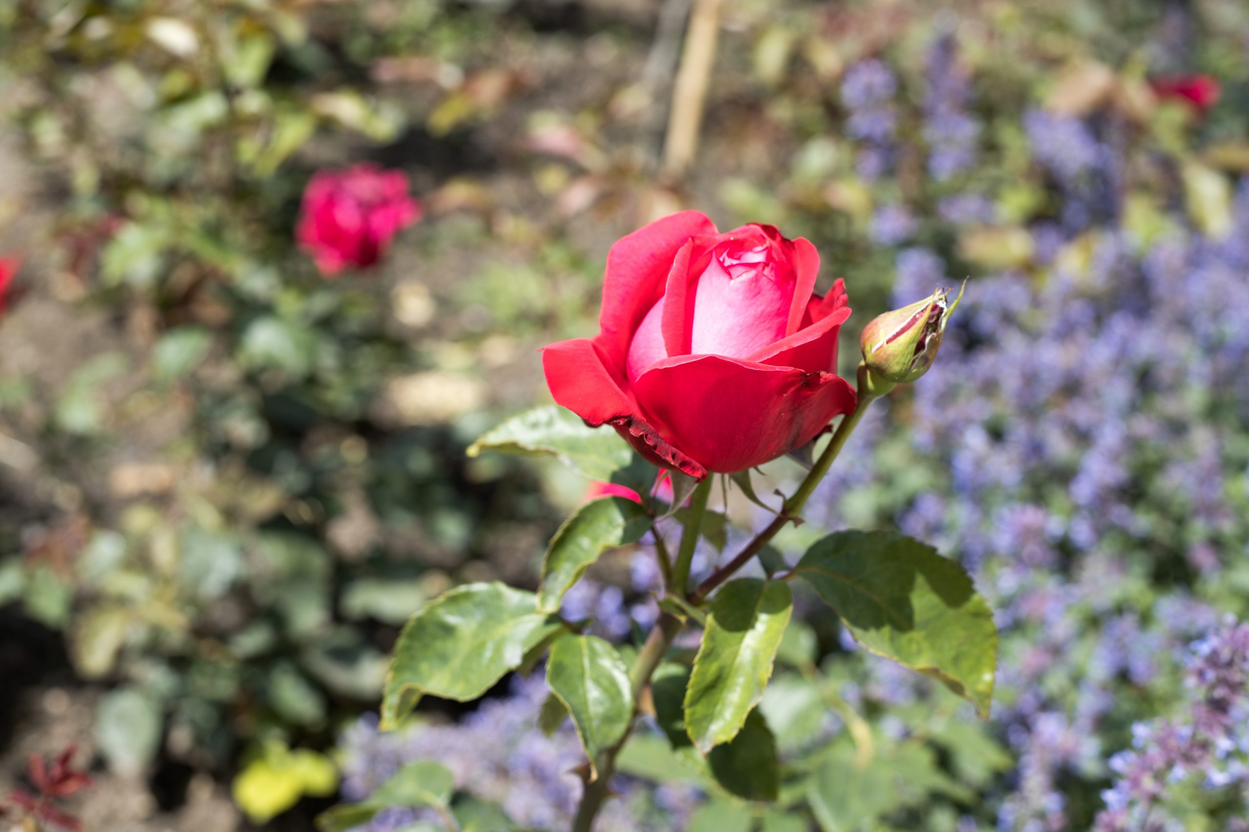 Růžová zahrada na Petříně & Květnice
